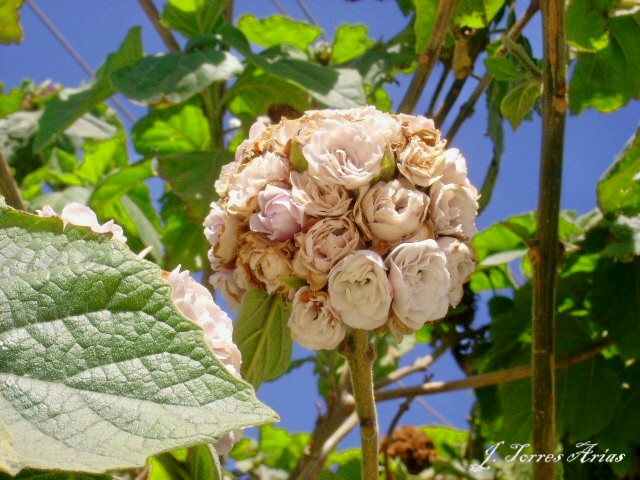 MATEHUALA CIUDAD DE LAS CAMELIAS.